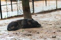 Bored black wolf in captivity. Royalty Free Stock Photo