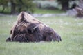 Bored buffalo resting with head down
