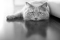 Bored indoor cat with a languid look. Black and White version. Royalty Free Stock Photo