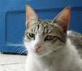 A bored cat with bright green eyes sits by the blue door of the room, staring at the camera and waiting for food. Royalty Free Stock Photo