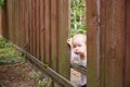 bored child looks through a hole in a brown fence. Summer day. Royalty Free Stock Photo