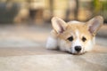 Bored corgi dog lying or waiting for someone on the floor