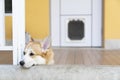 Bored corgi dog lying or waiting for someone on the floor in summer sunny day