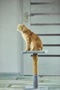 Bored cute british cat sitting on top of cat scratcher at home Royalty Free Stock Photo