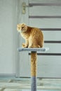 Bored cute british cat sitting on top of cat scratcher at home Royalty Free Stock Photo