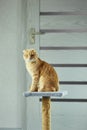 Bored cute british cat sitting on top of cat scratcher at home Royalty Free Stock Photo