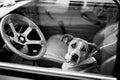 Bored dog in car Royalty Free Stock Photo