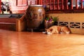 A Bored Dog, Close Up Canine on Wooden Floor of the House Background Royalty Free Stock Photo