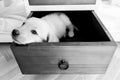 a bored dog in a drawer Royalty Free Stock Photo