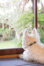 Bored dog is indoors home alone and looking outside through wind Royalty Free Stock Photo