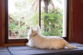 Bored dog is indoors home alone while owner is at work, looking Royalty Free Stock Photo