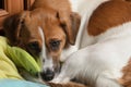 A bored dog is a Jack Russell on a soft warm rug curled into a ball Royalty Free Stock Photo