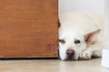 Bored dog lying on the floor Royalty Free Stock Photo