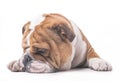 Bored English bulldog pup Royalty Free Stock Photo