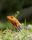 The Bored expression of an exotic Agama Lizard.