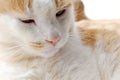 Bored face of cat close up. Sleepy, Thoughtful, thinking, sad and tired cat look. Royalty Free Stock Photo