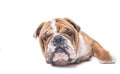 Bored face of English bulldog