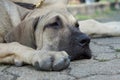 Bored face of Fila Brasileiro puppy on the ground