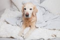 Bored sad golden retriever dog under light gray and white stripped plaid Royalty Free Stock Photo