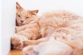 Bored indoor cat resting on ground with funny face. Royalty Free Stock Photo