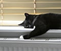 Bored housebound cat Royalty Free Stock Photo