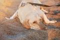 Bored labrador dog Royalty Free Stock Photo