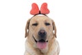 Bored labrador retriever dog sticking out tongue Royalty Free Stock Photo