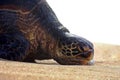 Bored & Lazy Sea Turtle resting, lounging, sunbathing on Maui sand beach Royalty Free Stock Photo