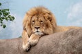 Bored Lion