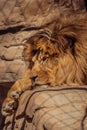 A bored lion lies on a rock in the zoo