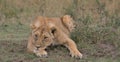 Bored lion resting head on paw in the wild masai mara kenya