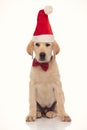 Bored little santa claus labrador retriever puppy looks to side with indifference Royalty Free Stock Photo