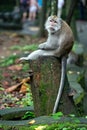 Bored monkey sittink on a tree trunk in monkey forest in Bali