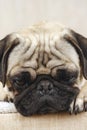 Bored Pug