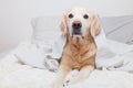 Bored sad golden retriever dog under light gray and white stripped plaid Royalty Free Stock Photo