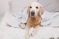 Bored sad golden retriever dog under light gray and white stripped plaid Royalty Free Stock Photo