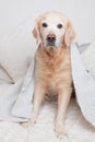 Bored sad golden retriever dog under light gray and white stripped plaid Royalty Free Stock Photo