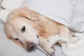 Bored sad golden retriever dog under light gray and white stripped plaid Royalty Free Stock Photo