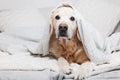 Bored sad golden retriever dog under light gray and white stripped plaid Royalty Free Stock Photo