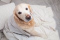 Bored sad golden retriever dog under light gray and white stripped plaid Royalty Free Stock Photo