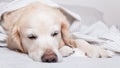 Bored sad sleeping golden retriever dog on white scandinavian style plaid Royalty Free Stock Photo