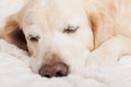 Bored sad sleeping golden retriever dog on white scandinavian style plaid Royalty Free Stock Photo