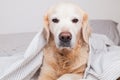 Bored sad sleeping golden retriever dog on white scandinavian style plaid Royalty Free Stock Photo