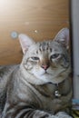 Bored tabby cat face Royalty Free Stock Photo