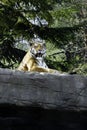 Bored tiger in a park Royalty Free Stock Photo