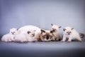 Bored and tired scottish cat lying with her kittens Royalty Free Stock Photo