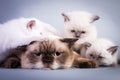 Bored and tired scottish cat lying with her kittens Royalty Free Stock Photo