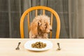A bored and uninterested Poodle puppy looking away from her plate of kibbles on the dining table Royalty Free Stock Photo