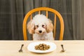 A bored and uninterested Poodle puppy looking at a plate of kibbles on the table