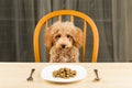 A bored and uninterested Poodle puppy with a plate of kibbles on the table Royalty Free Stock Photo